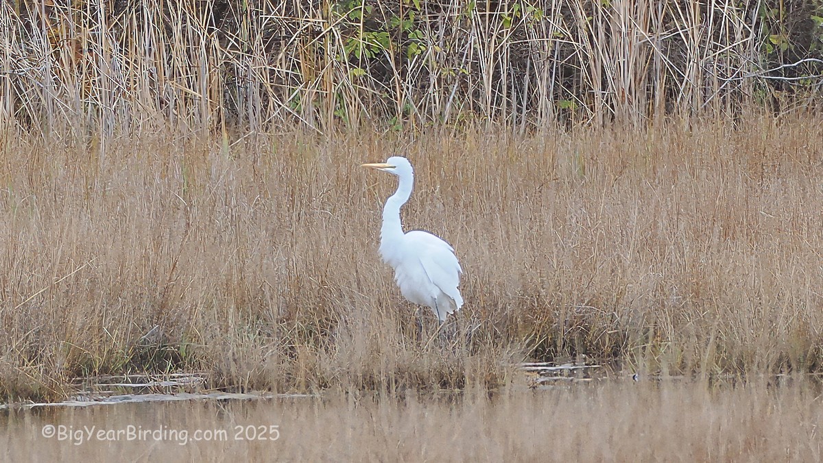 Чапля велика - ML644611996