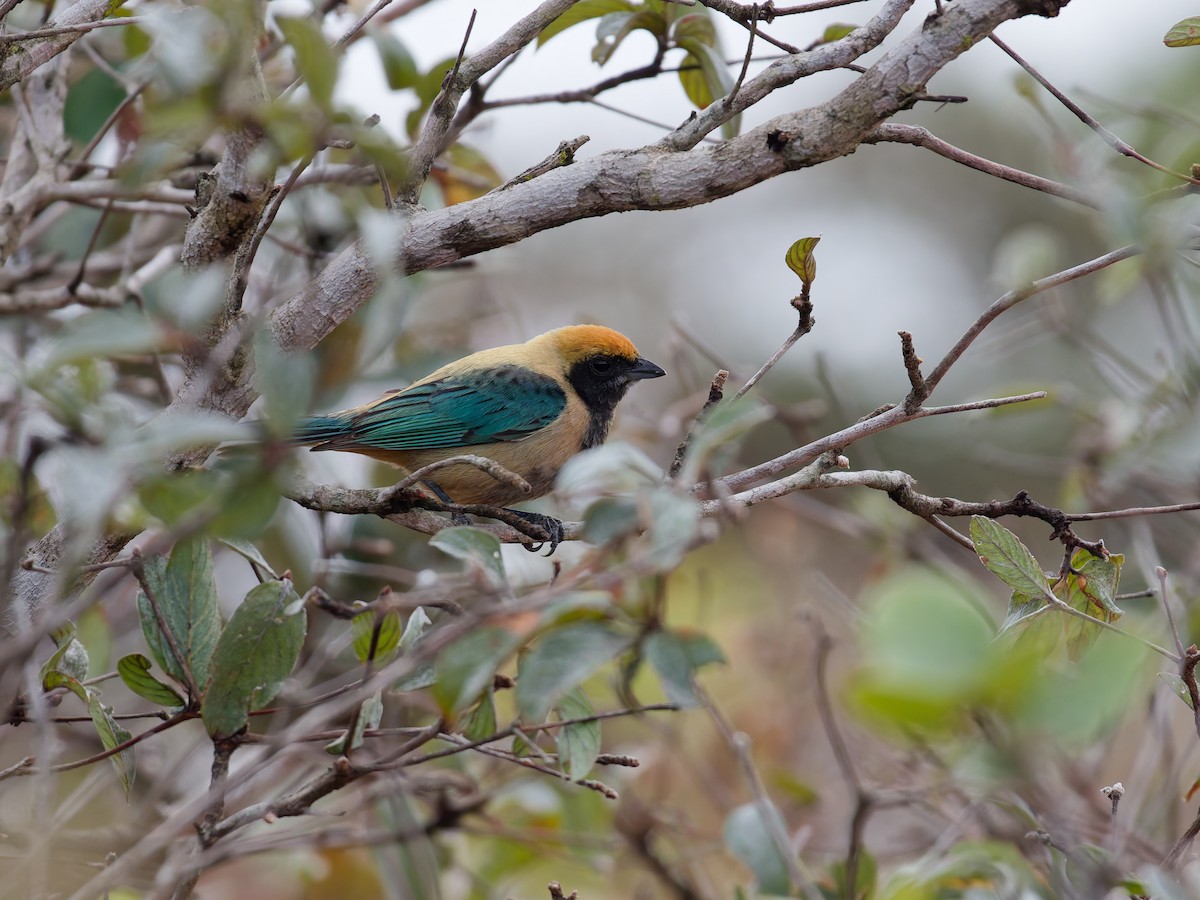 Танагра вохриста - ML644611997