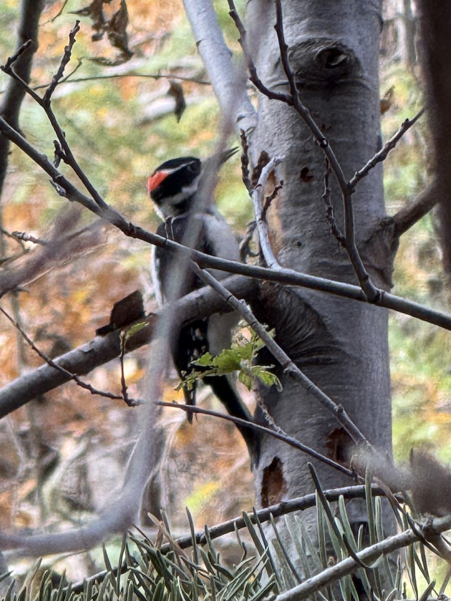 Hairy Woodpecker - ML644611998