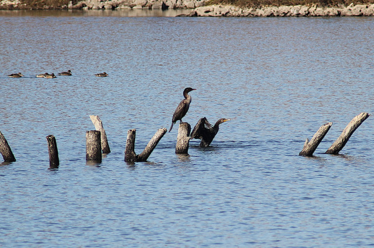 Баклан вухатий - ML644612000