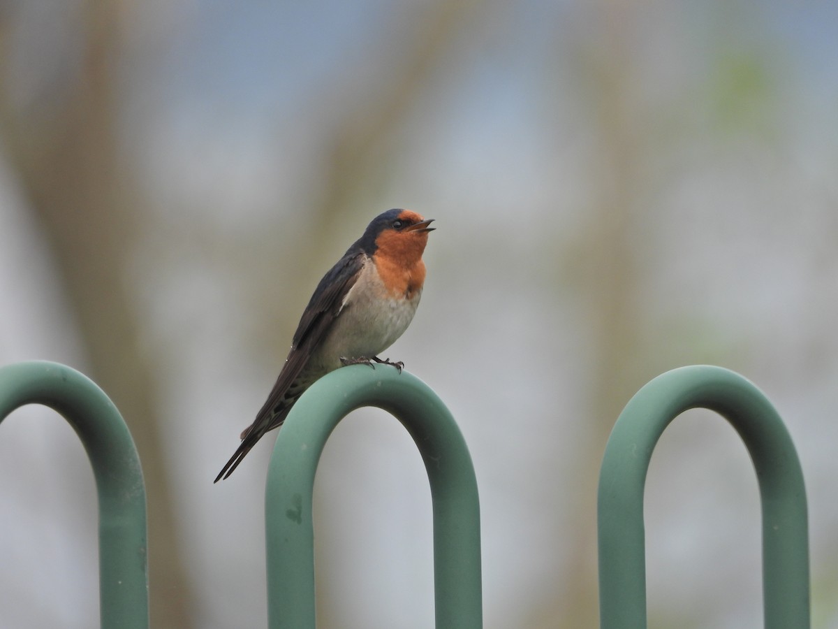 Ластівка австралійська - ML644612002