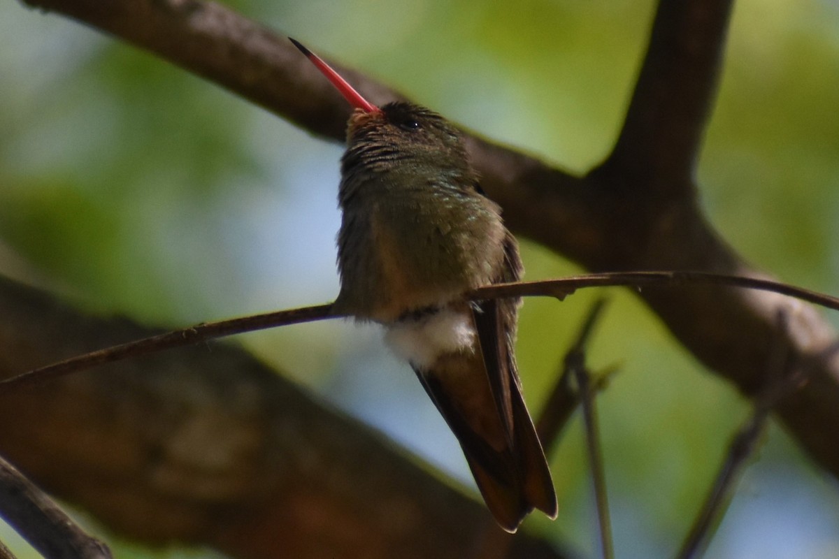 Колібрі-сапфір золотистий - ML644612003