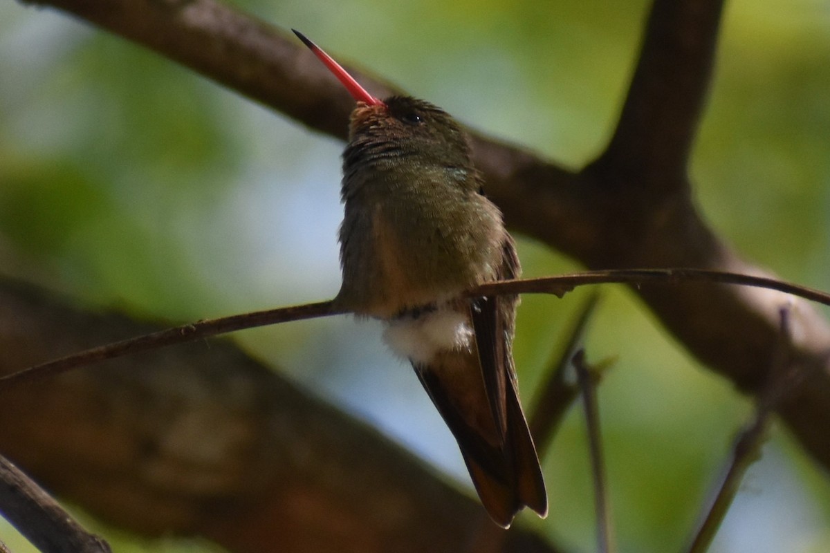 Колібрі-сапфір золотистий - ML644612004