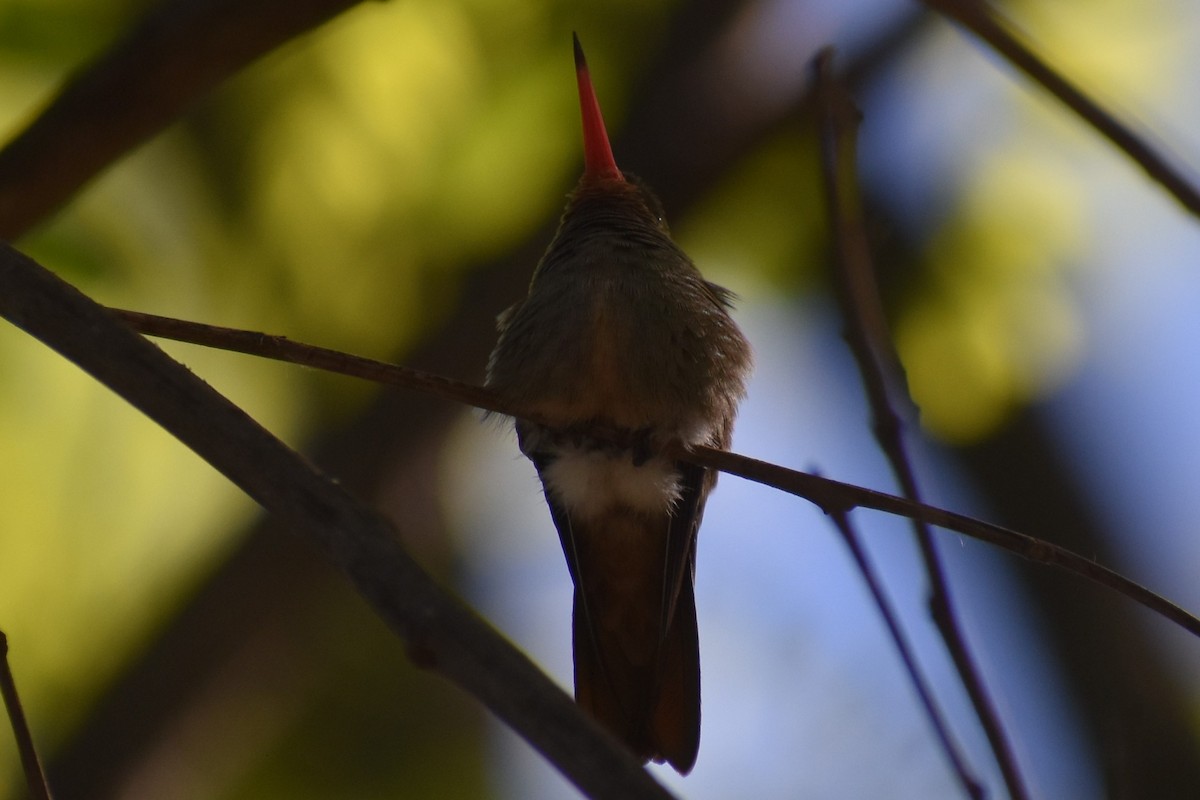 Колібрі-сапфір золотистий - ML644612005