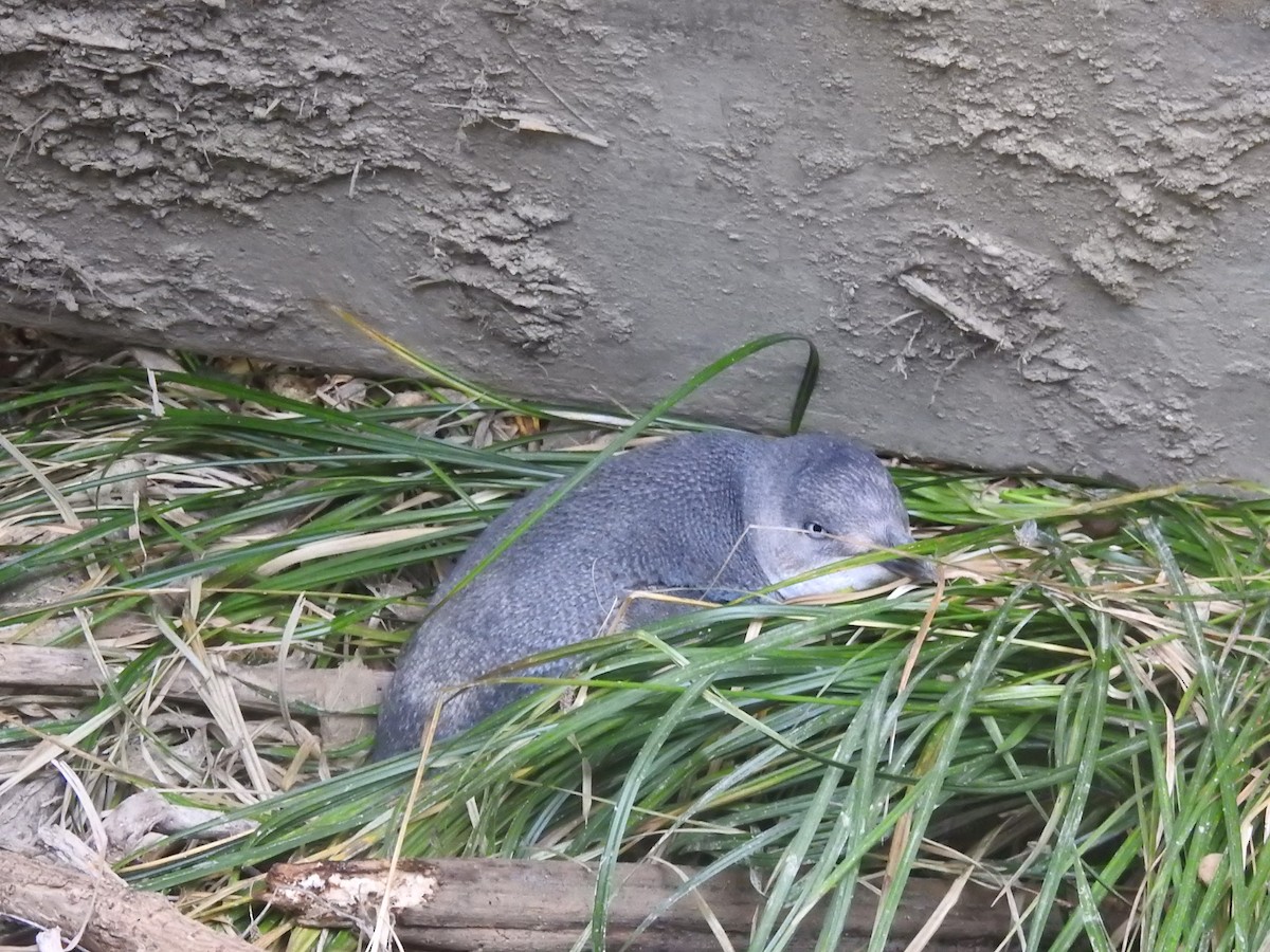 Пінгвін малий - ML644612007