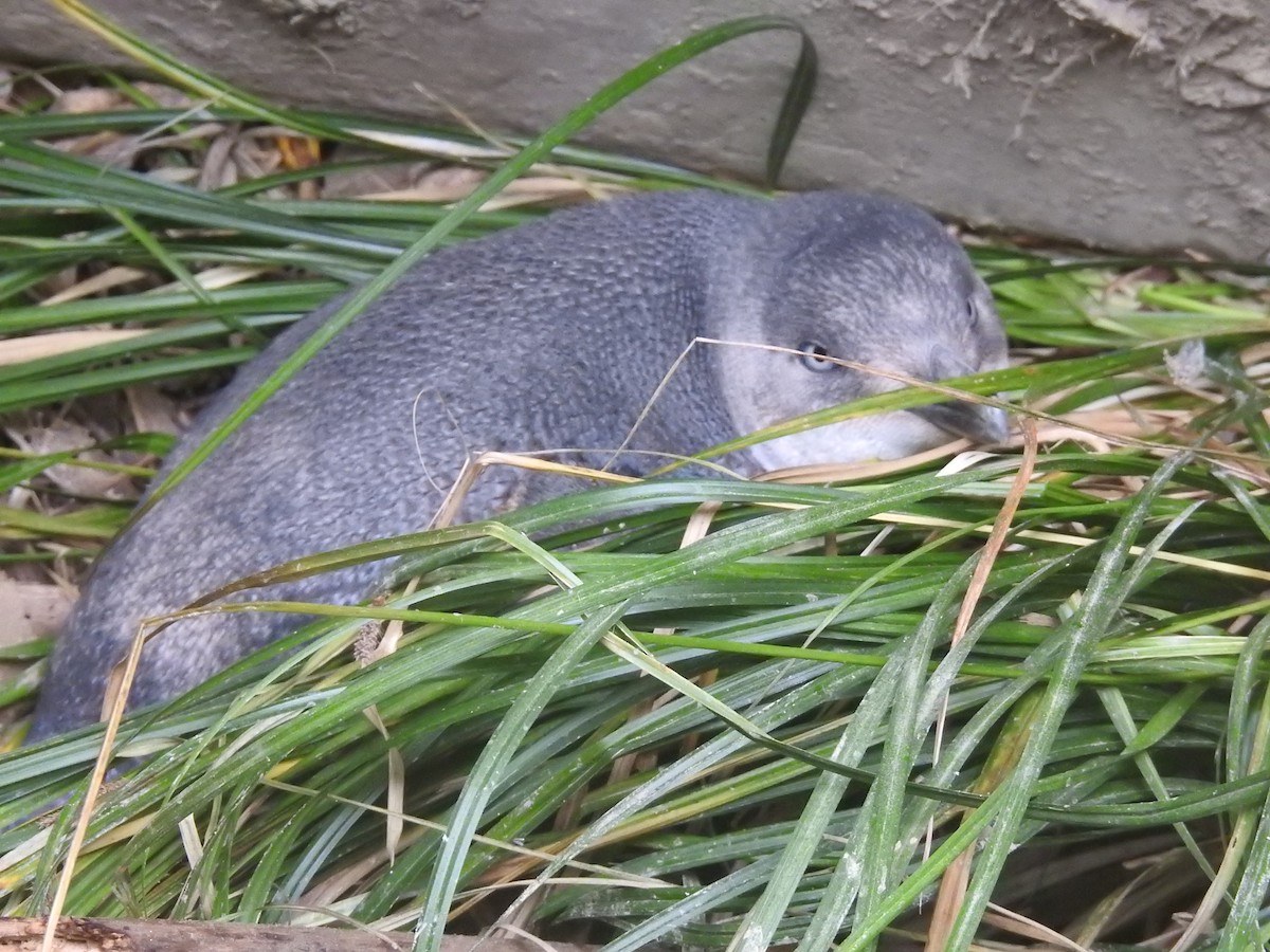 Пінгвін малий - ML644612010