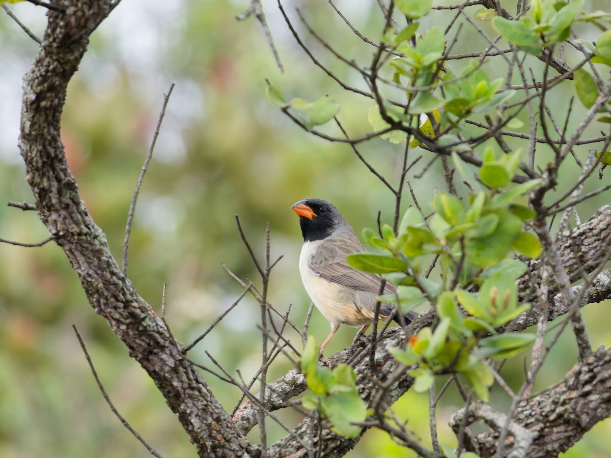 Зернолуск чорногорлий - ML644612012