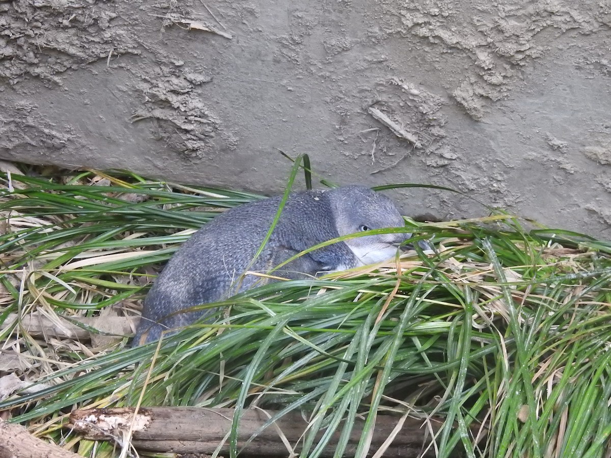 Little Penguin - ML644612013