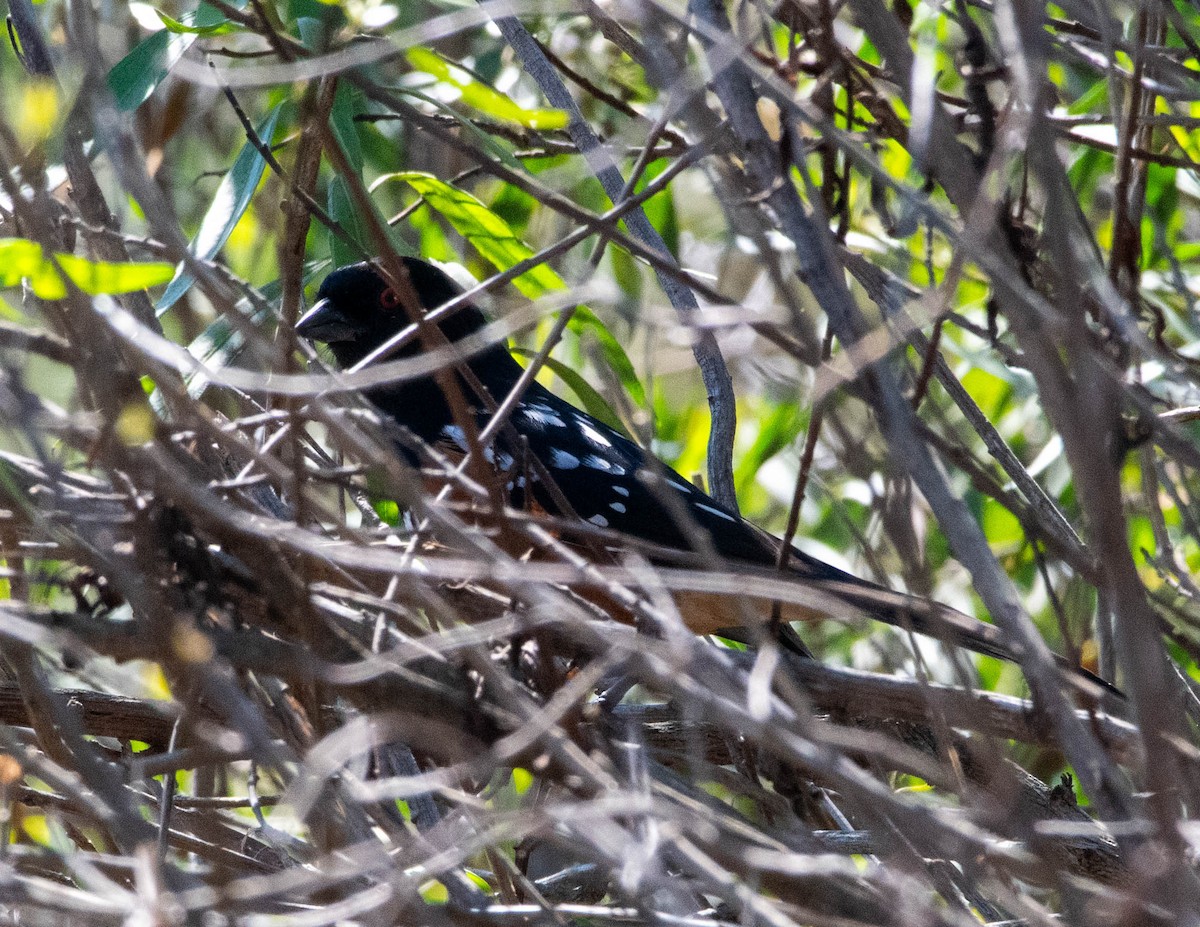 Spotted Towhee - ML644612015