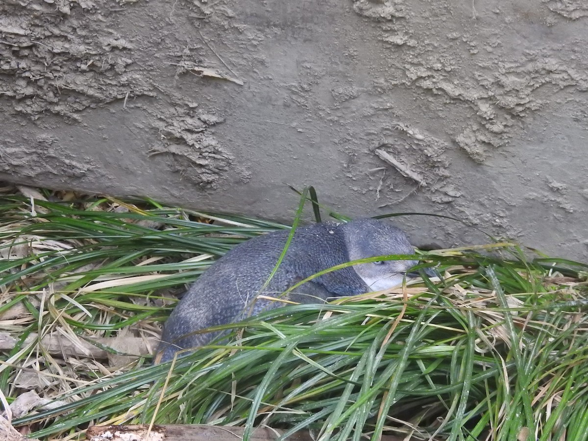 Пінгвін малий - ML644612016