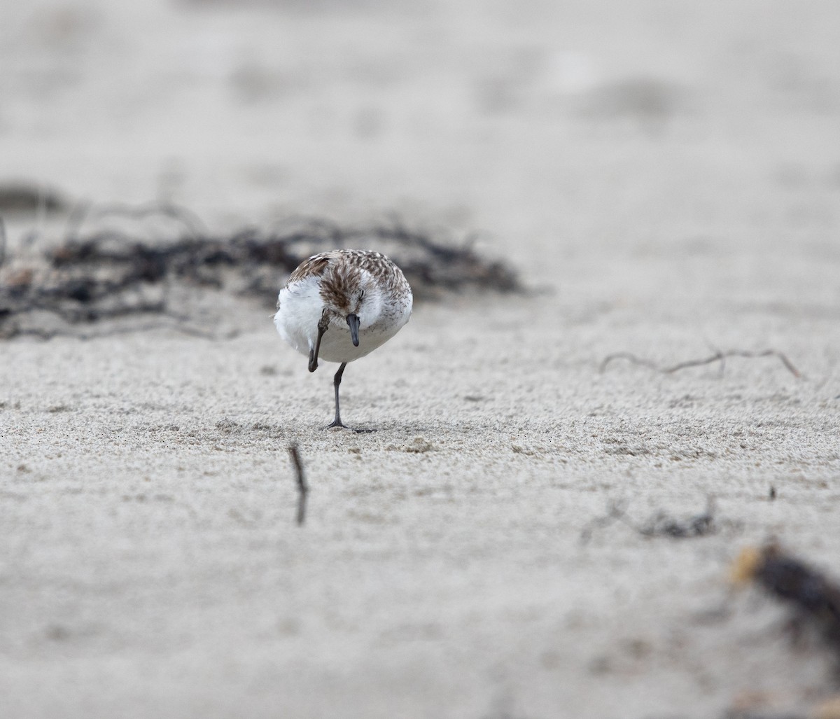 Побережник тундровий - ML644612017