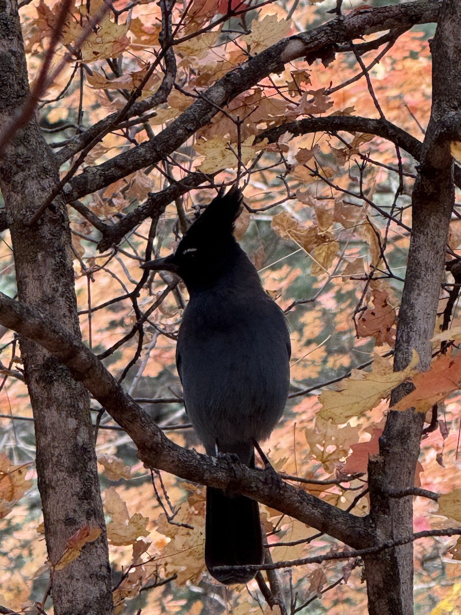 Сизойка чорноголова - ML644612018