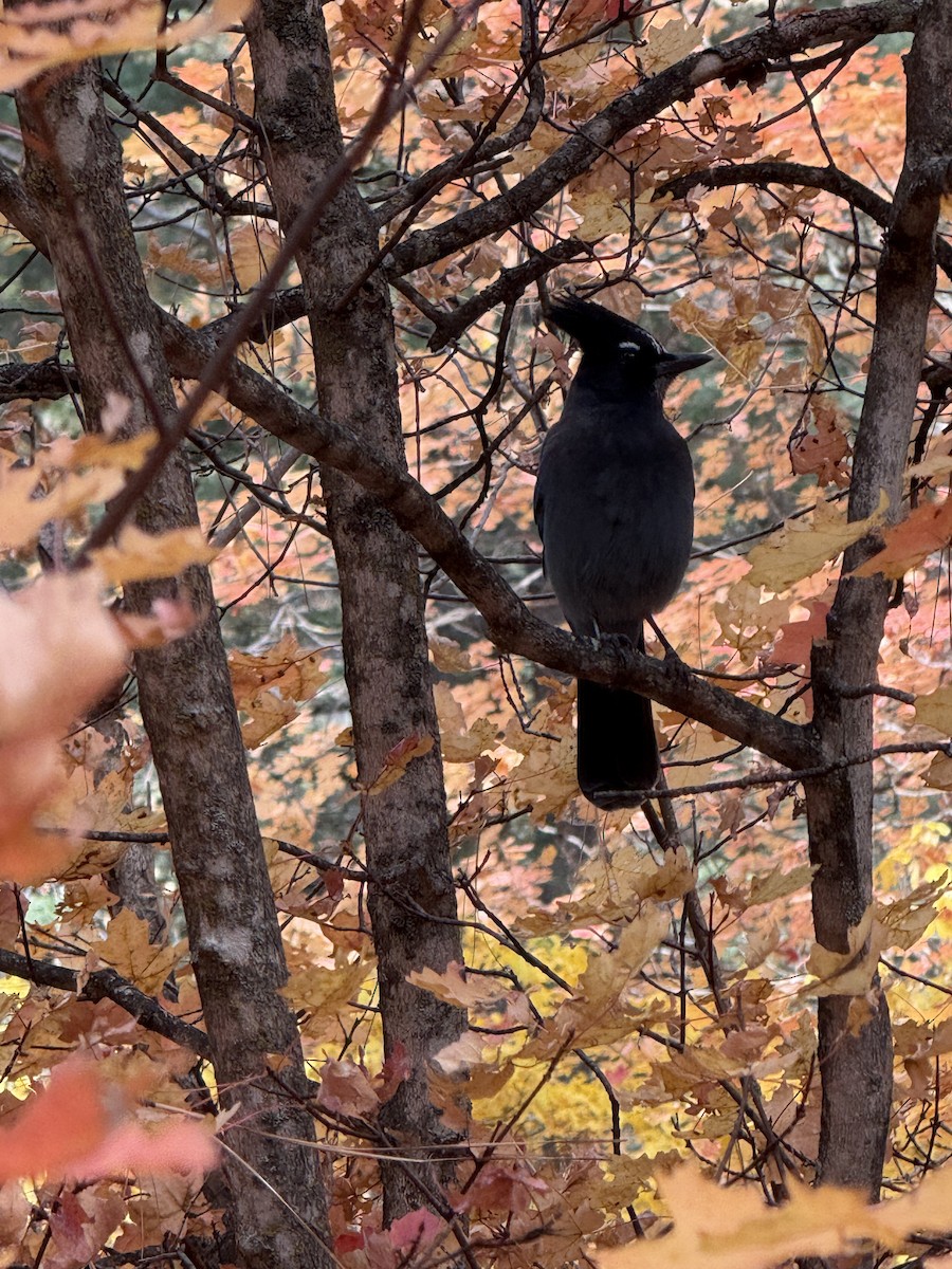 Steller's Jay - ML644612019