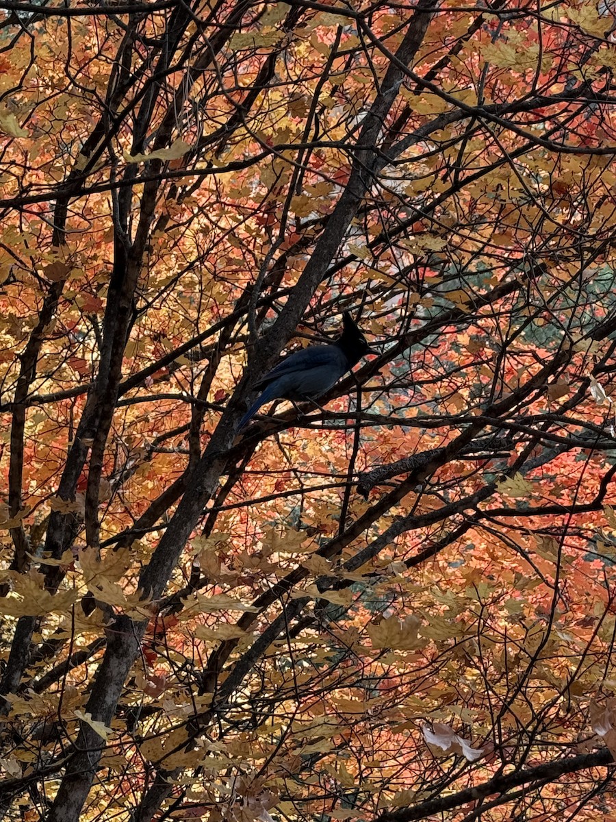 Steller's Jay - ML644612020