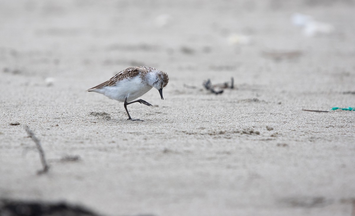 Побережник тундровий - ML644612022