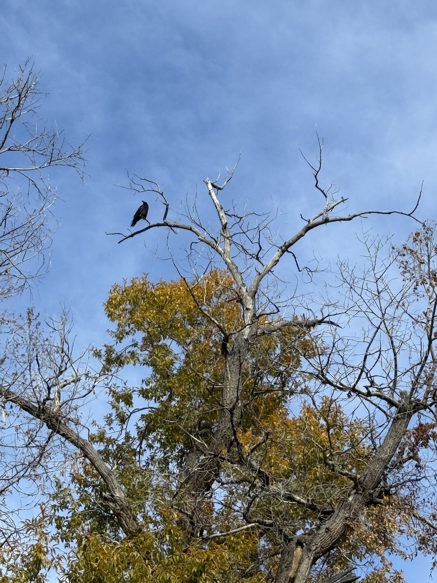 Хон хэрээ - ML644612024