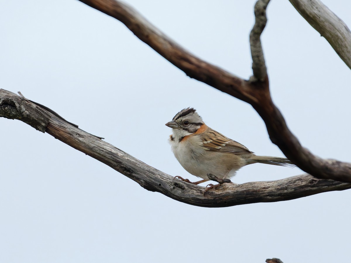 Бруант рудошиїй - ML644612025