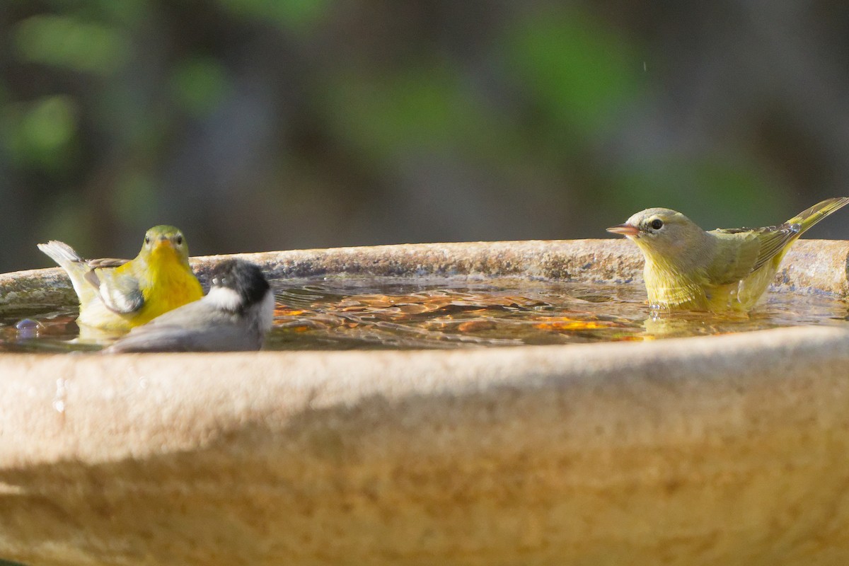 Northern Parula - ML644612027