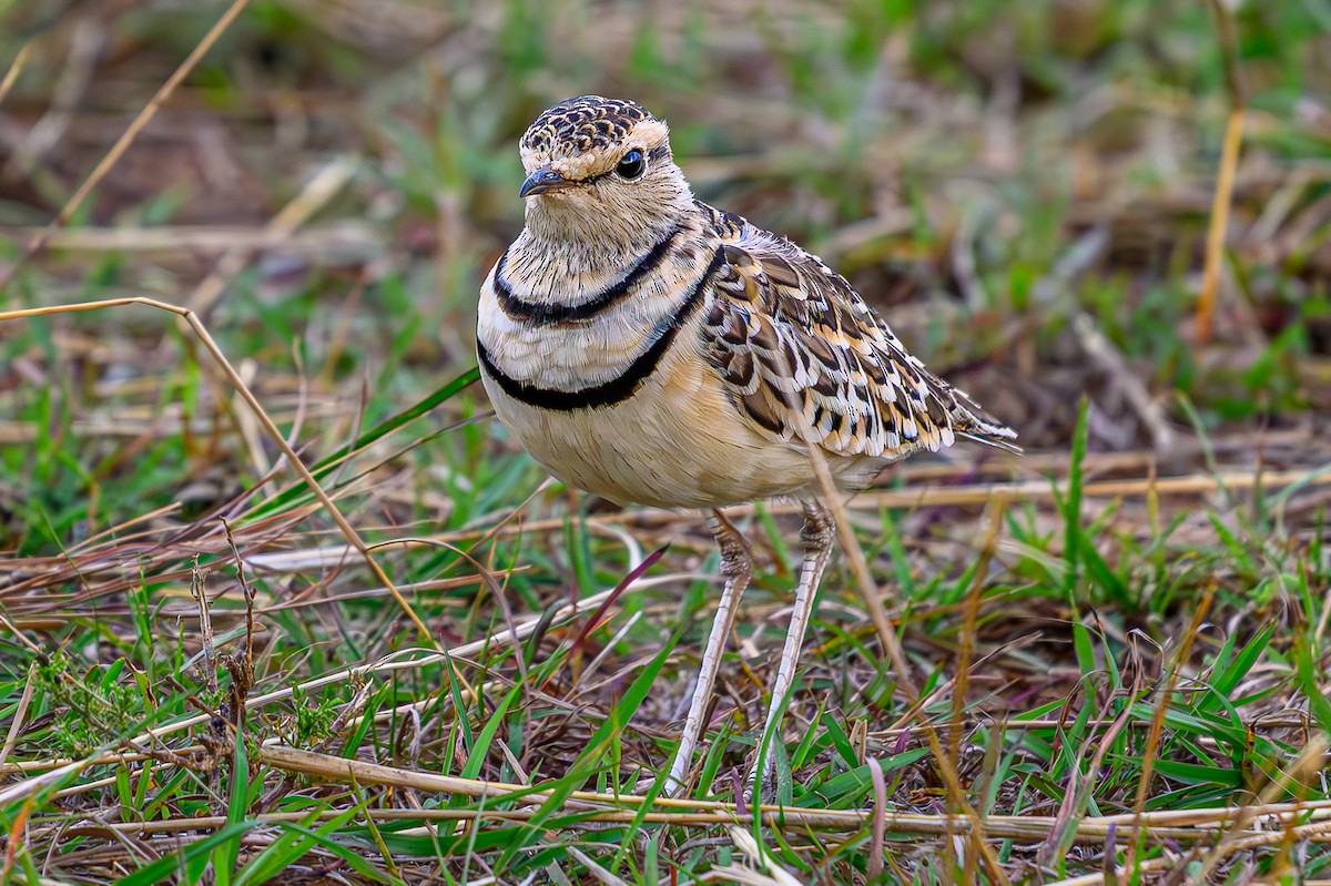 フタオビスナバシリ - ML644612028