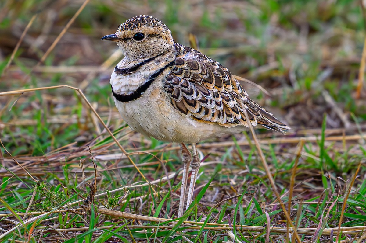 フタオビスナバシリ - ML644612029