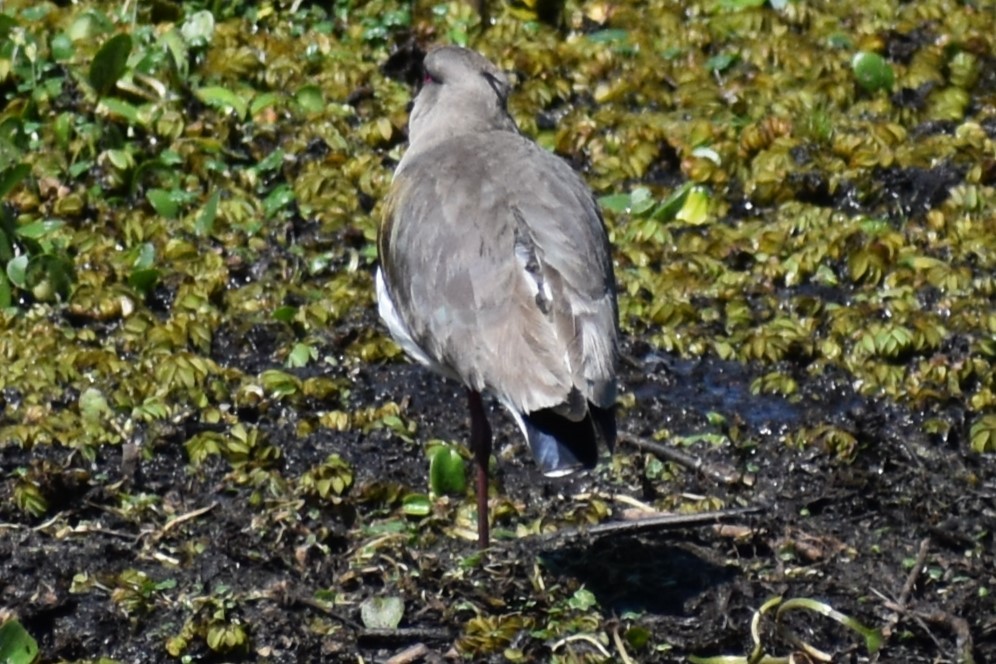 Чайка чилійська - ML644612032