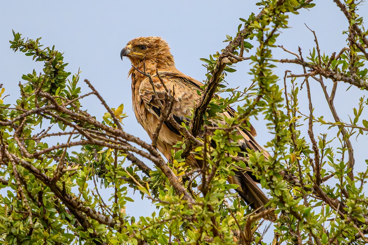 Tawny Eagle - ML644612039