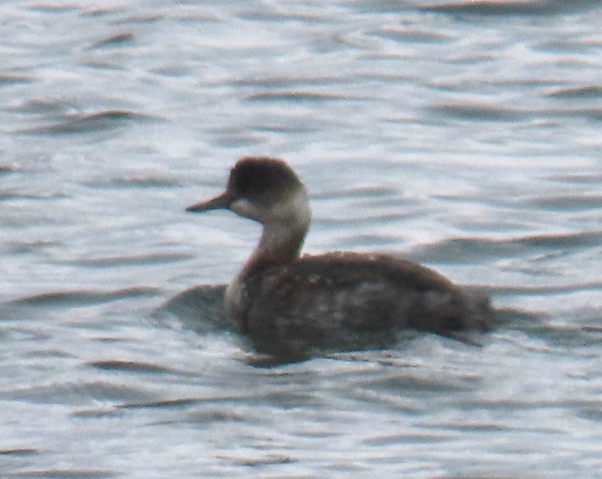 Eared Grebe - ML644612040