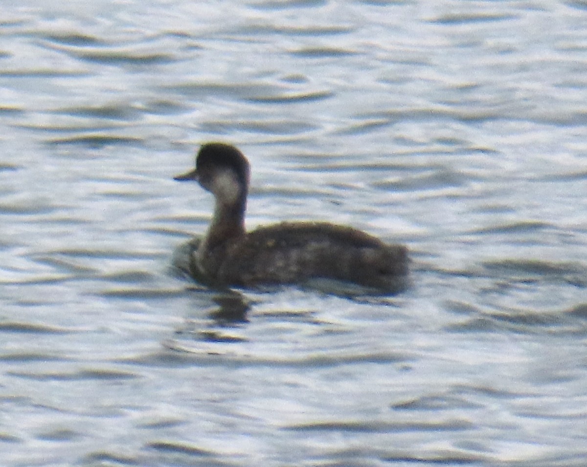 Eared Grebe - ML644612041