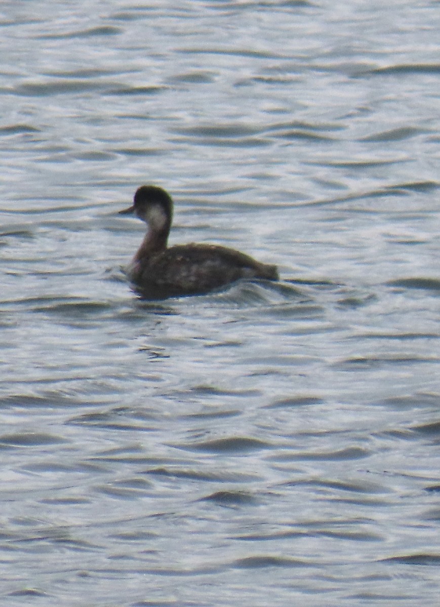Eared Grebe - ML644612042