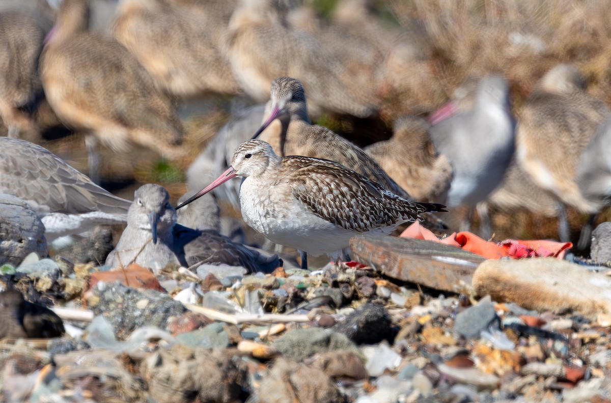 斑尾鷸 - ML644612053