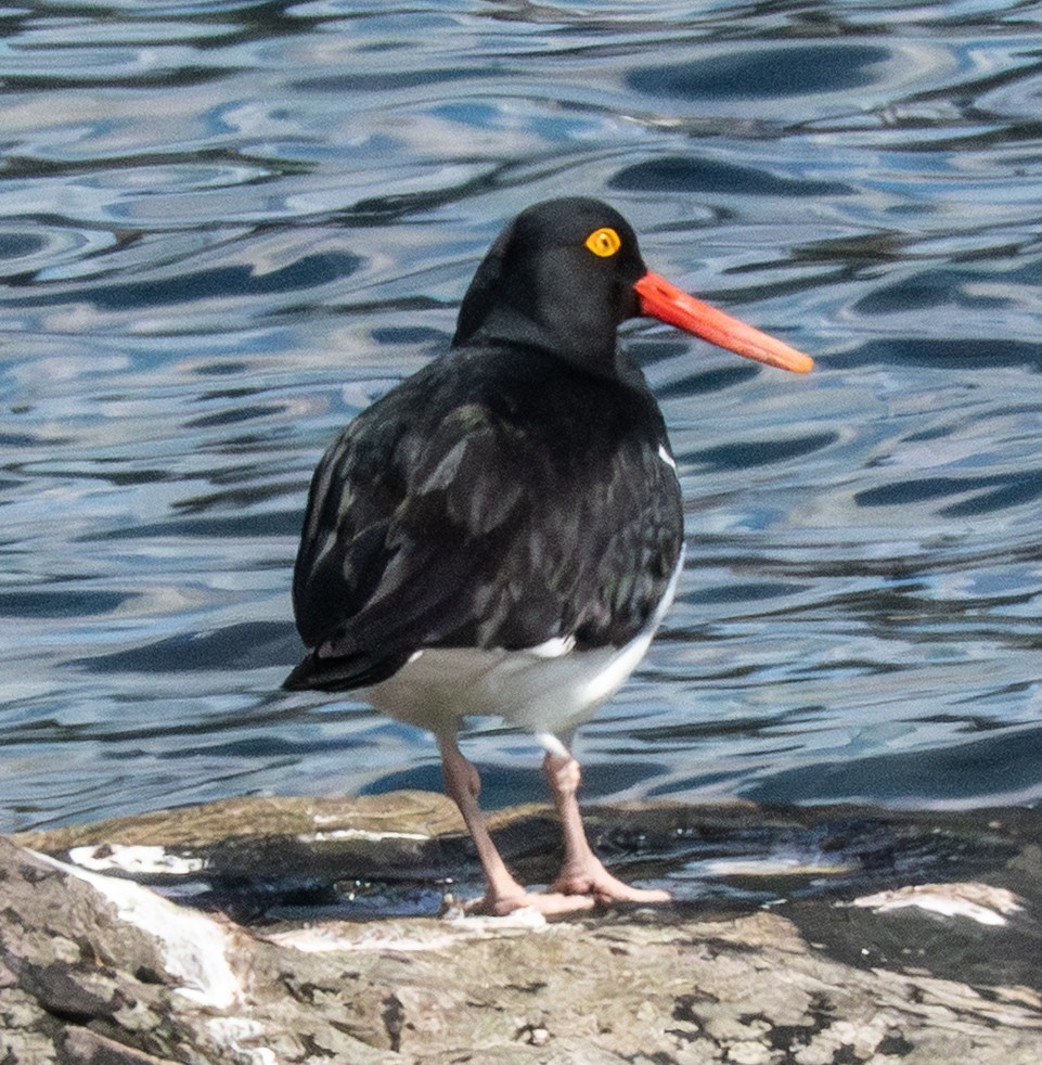 マゼランミヤコドリ - ML644612061