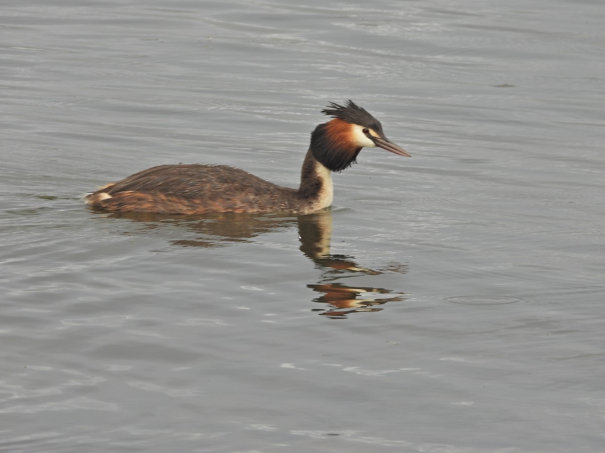 Отгот шунгуур - ML644612087