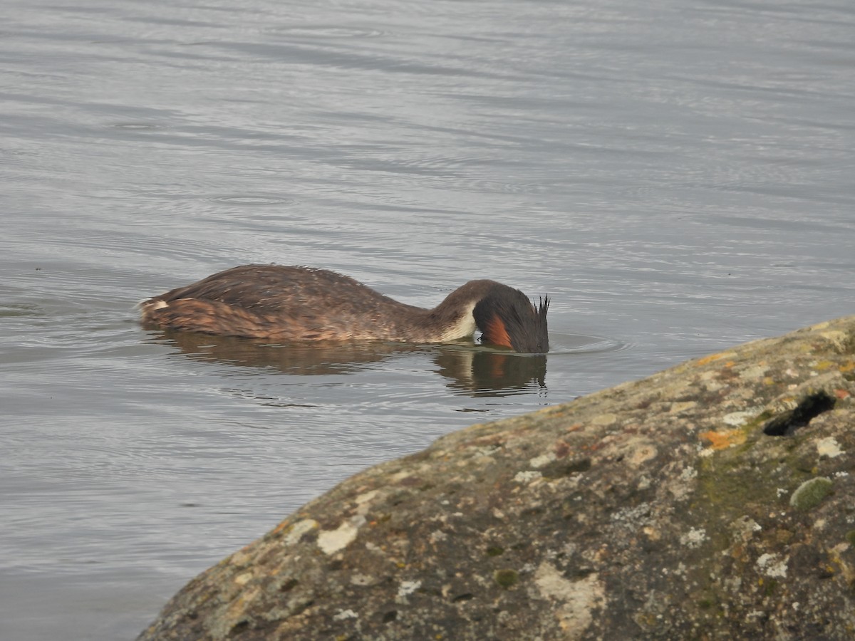 Отгот шунгуур - ML644612096