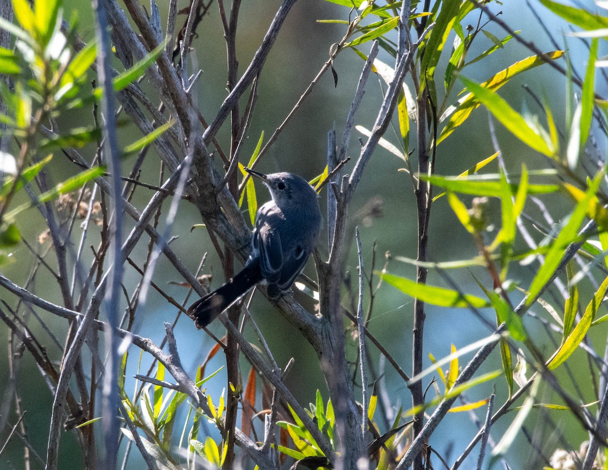 ברחשית כחלחלה - ML644612099