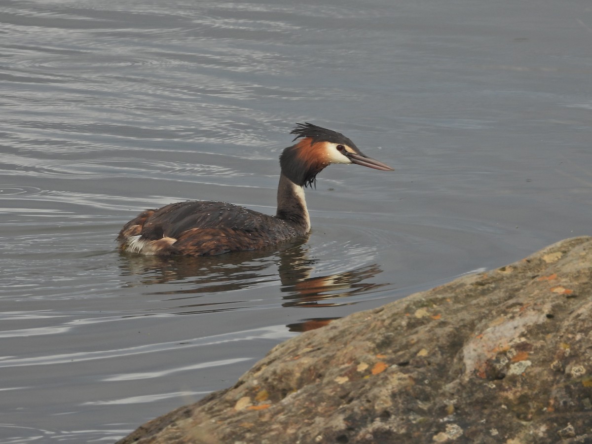 Отгот шунгуур - ML644612105