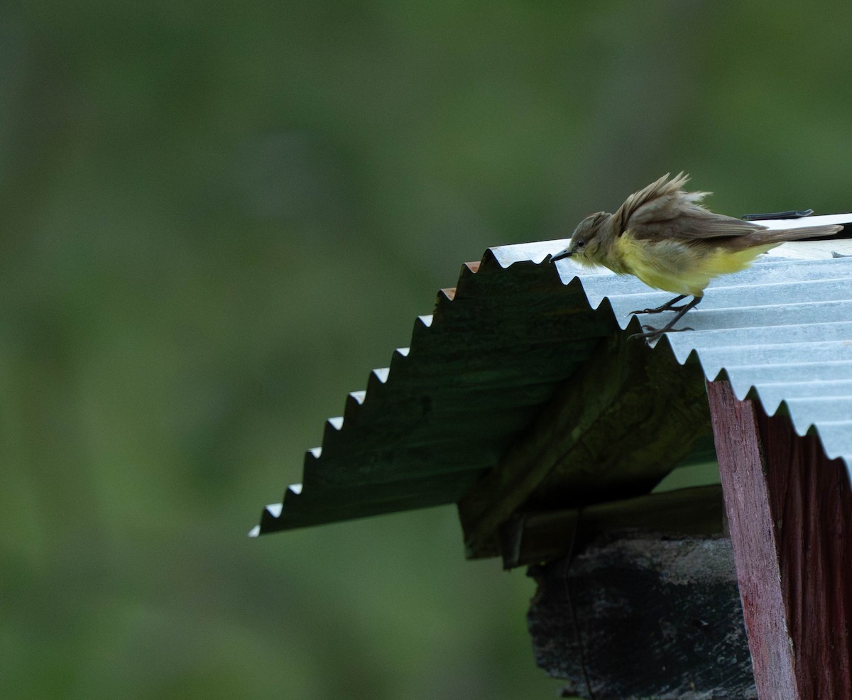 Cattle Tyrant - ML644612106