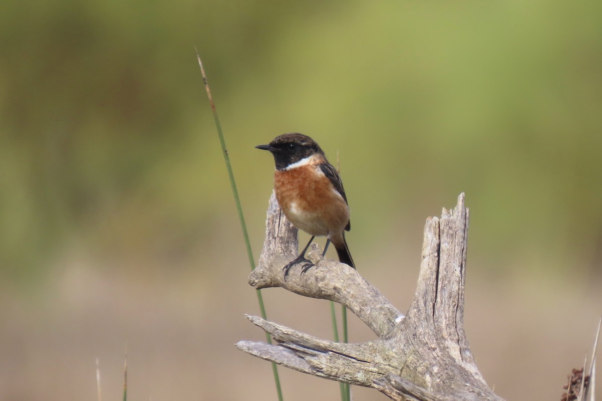 European Stonechat - ML644612111