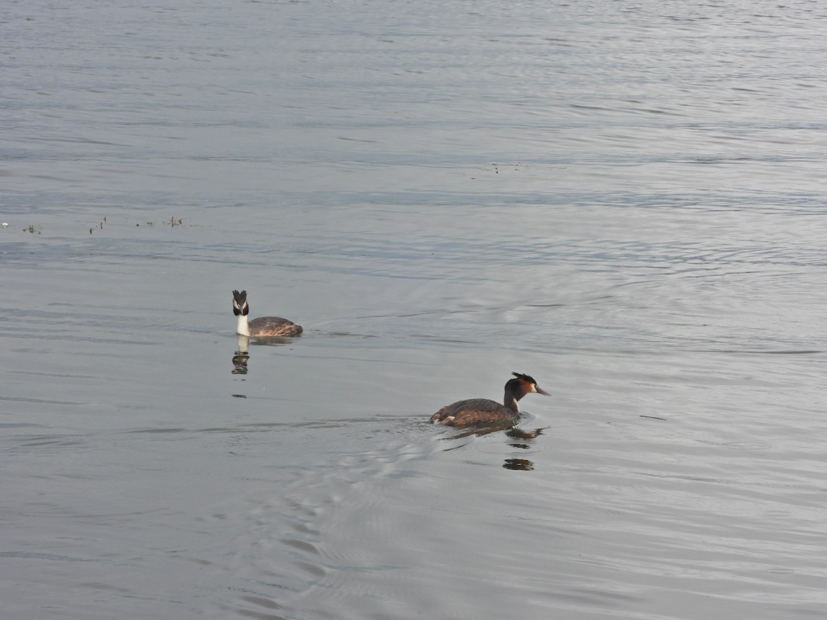 Отгот шунгуур - ML644612116