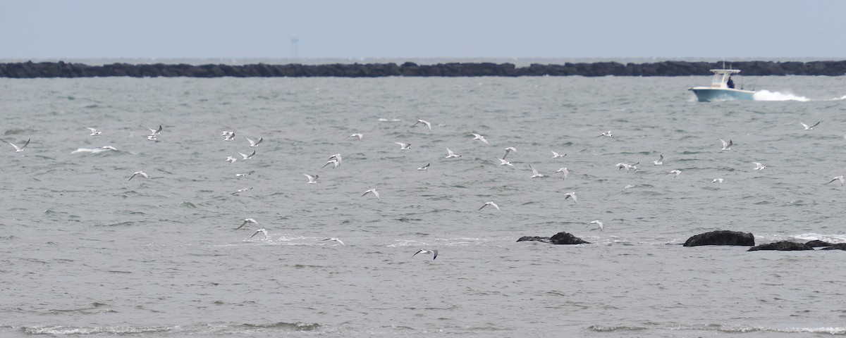 Sterne de Forster - ML644612119