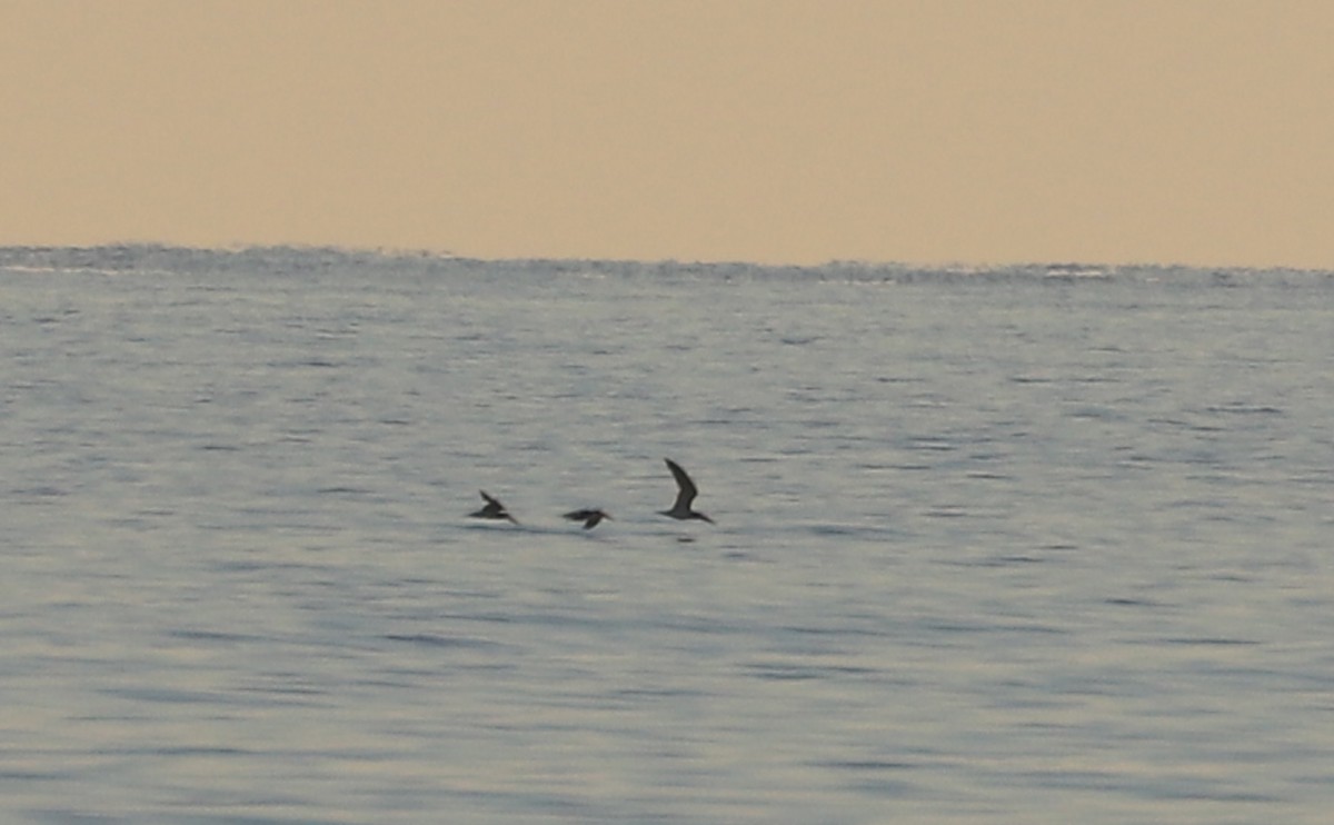 Amerikascherenschnabel - ML644612124