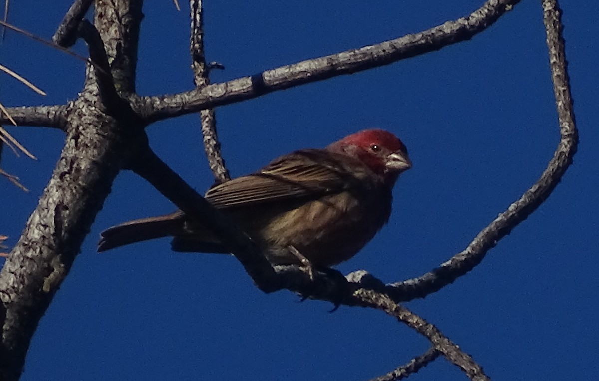 Hausgimpel - ML644612127