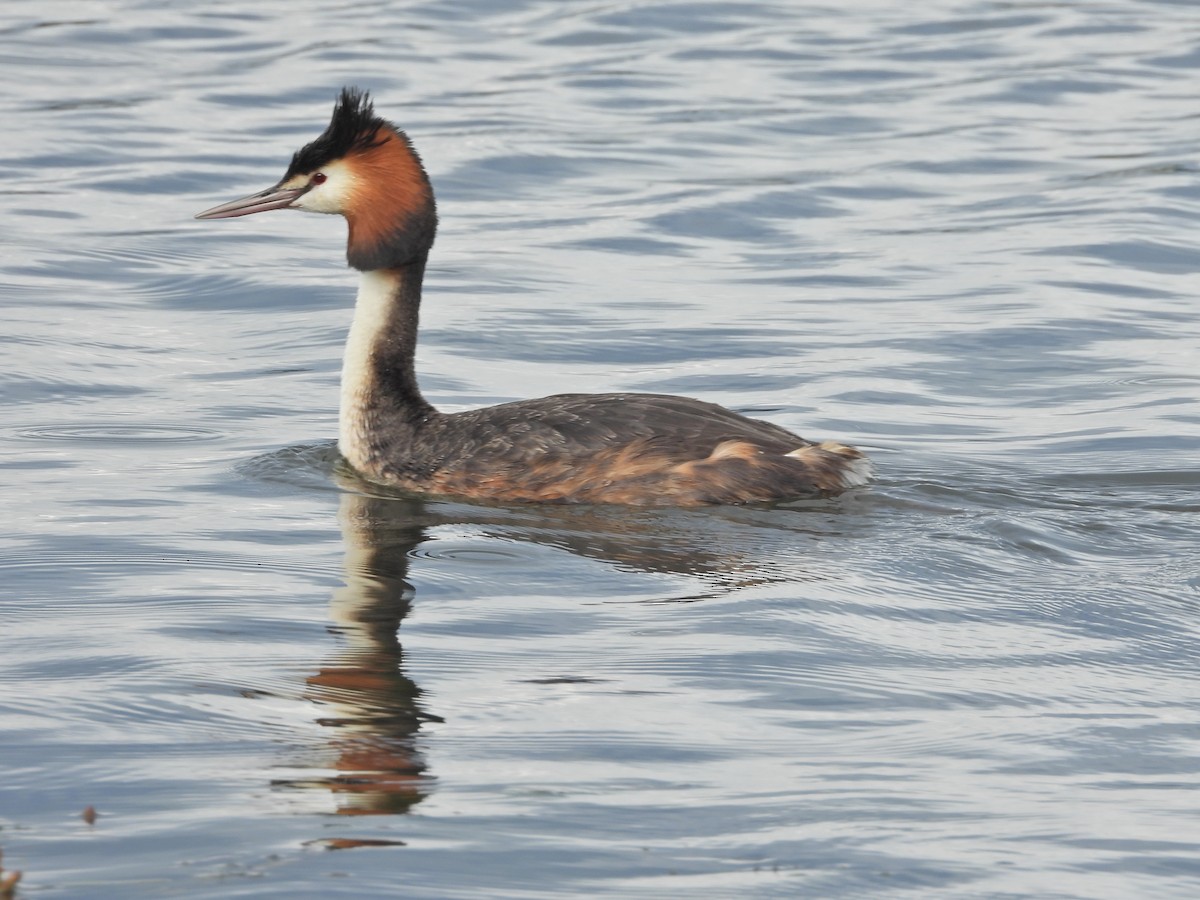 Haubentaucher - ML644612128