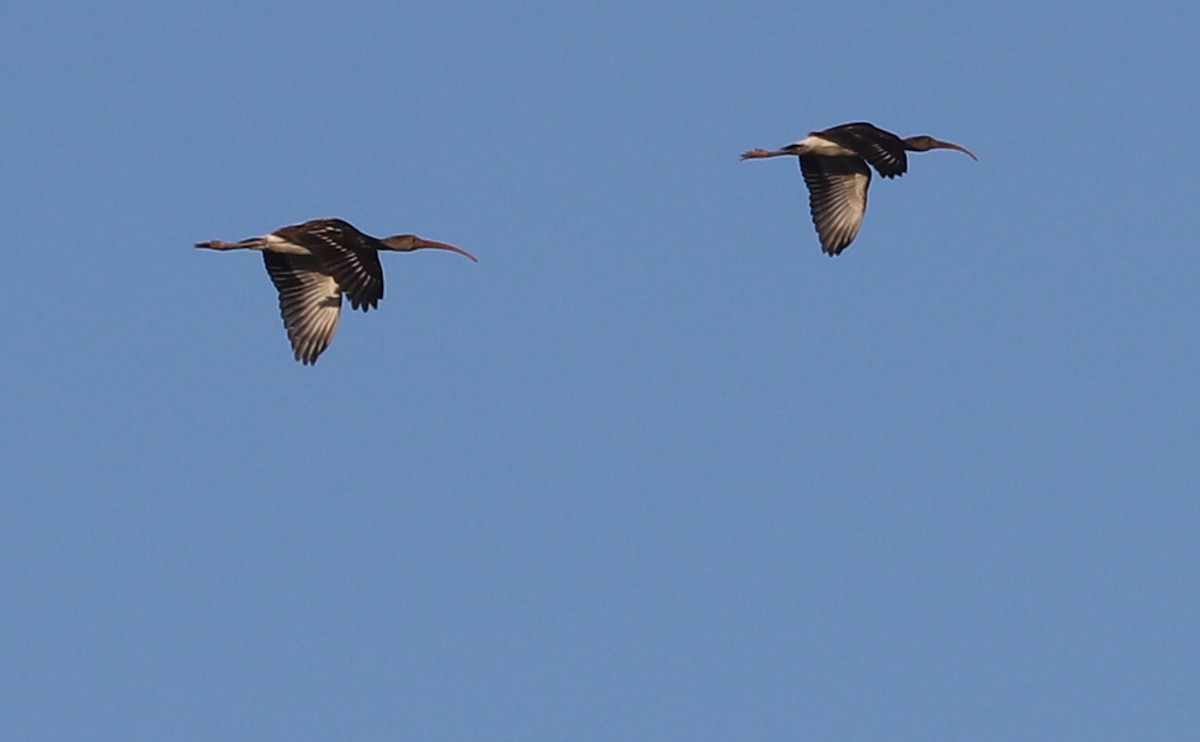 Schneesichler - ML644612129