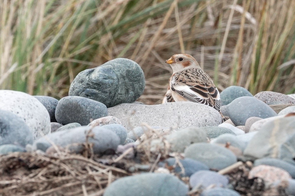 Schneeammer - ML644612130