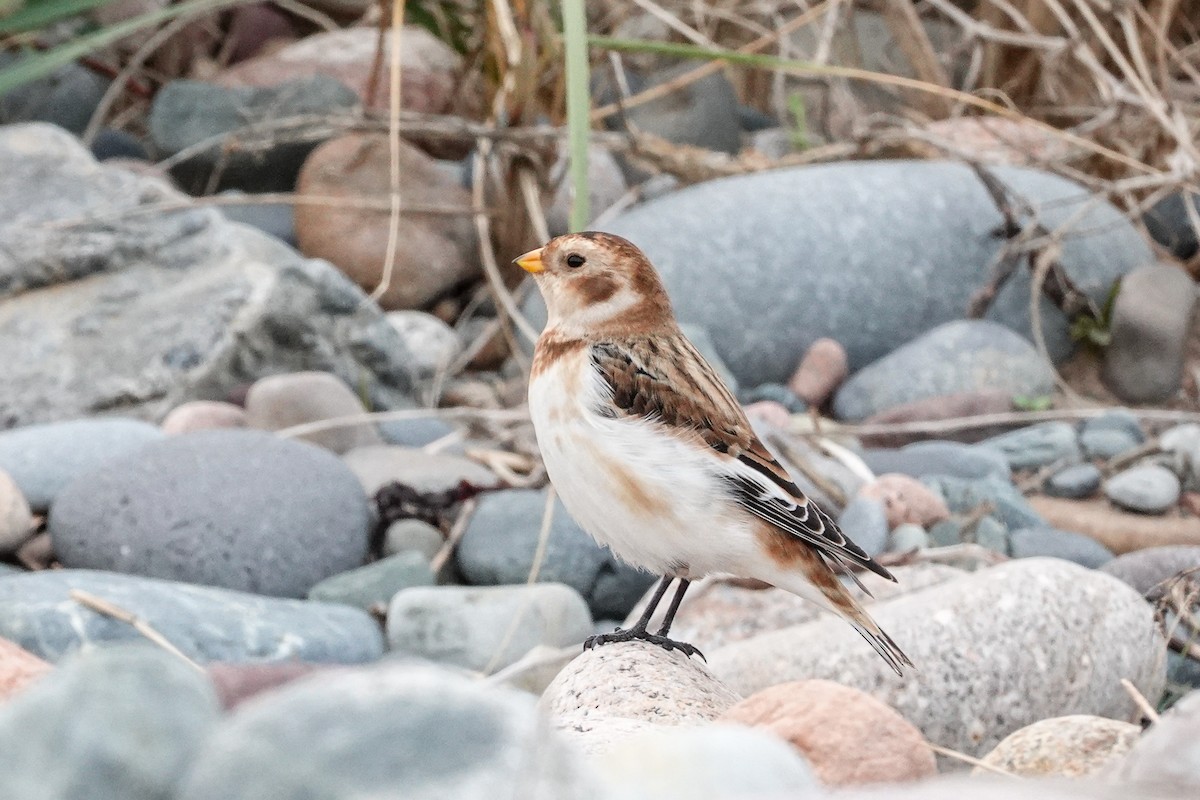 Schneeammer - ML644612131