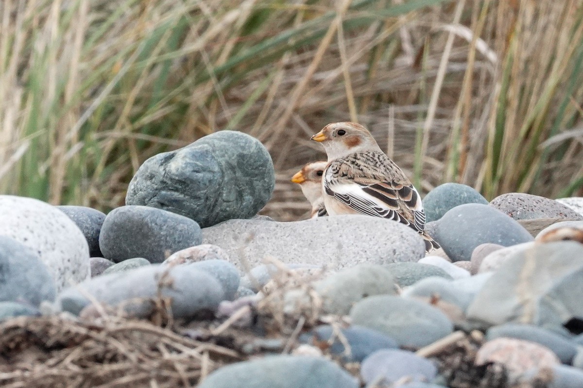 Schneeammer - ML644612132