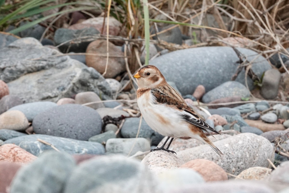 Schneeammer - ML644612133