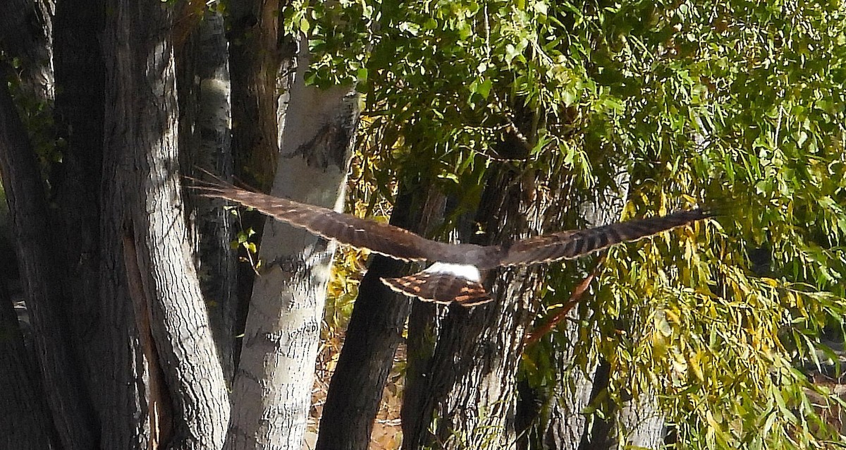 Hudsonweihe - ML644612134