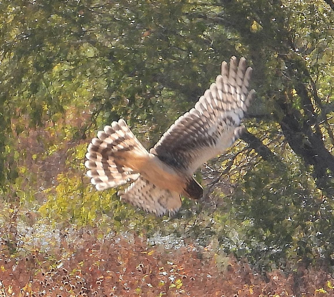 Hudsonweihe - ML644612135