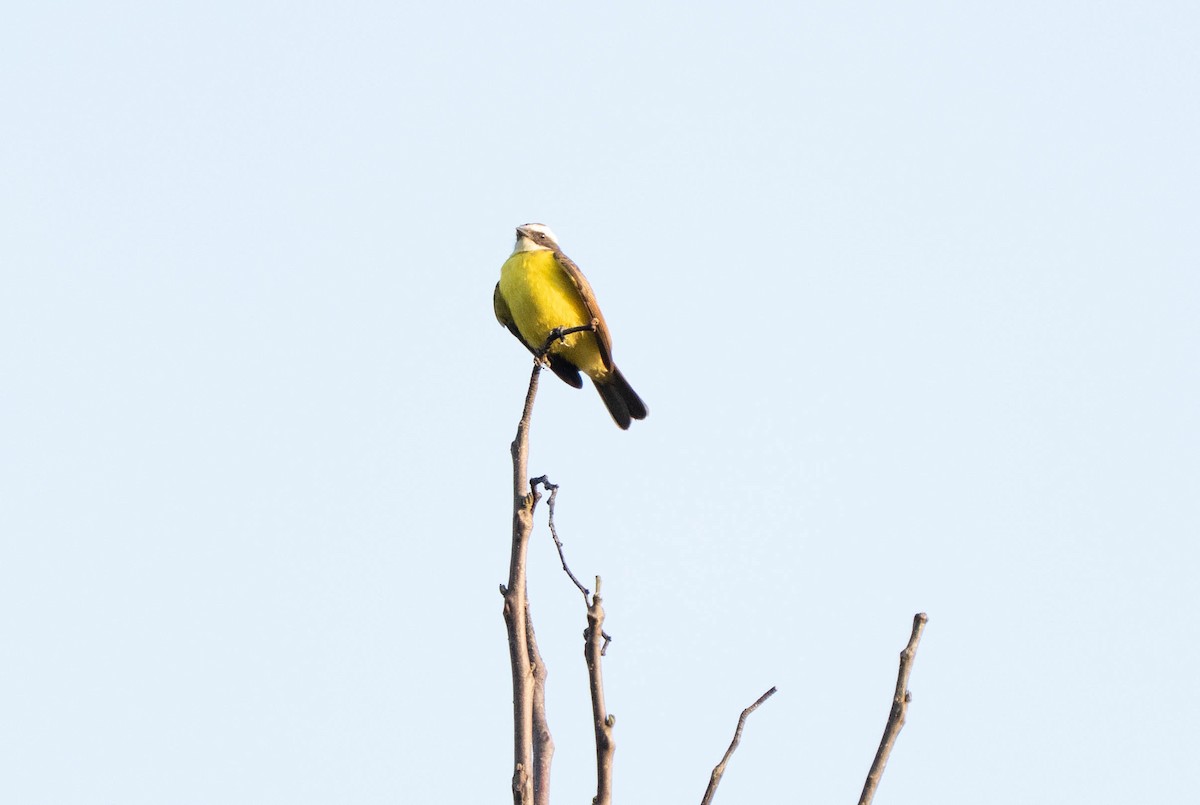 Rotscheitel-Maskentyrann - ML644612137